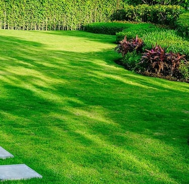 Mexican lawn grass in Hyderabad