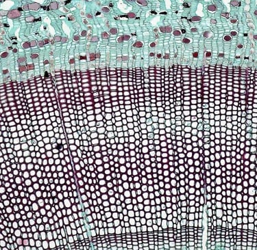 cells photo