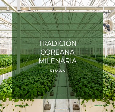 Invernadero moderno con cultivo hidropónico de plantas medicinales coreanas utilizadas en productos