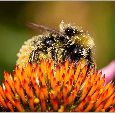 bumble bee covered in pollen alveystarr.com