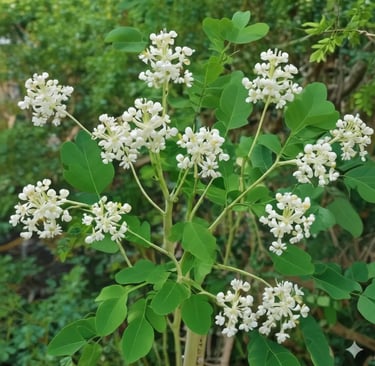 Cachos de flores brancas de moringa oleifera e folhas verdes em um galho da árvore da moringa (drums