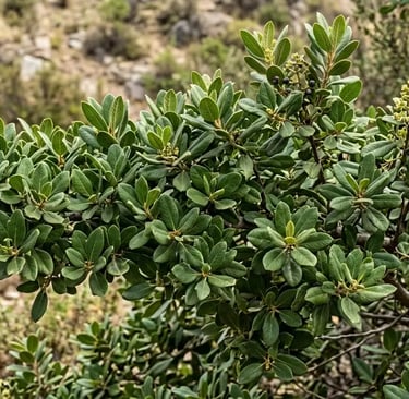 Planta de boldo: arbusto verde de folhas densas com pequenos botões de flores amarelas 