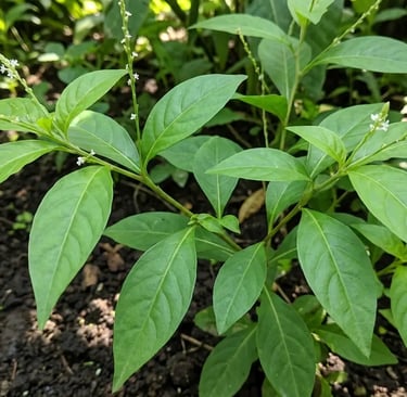 Planta guiné de verde vibrante, com folhas longas e pequenas flores brancas, crescendo em solo escur