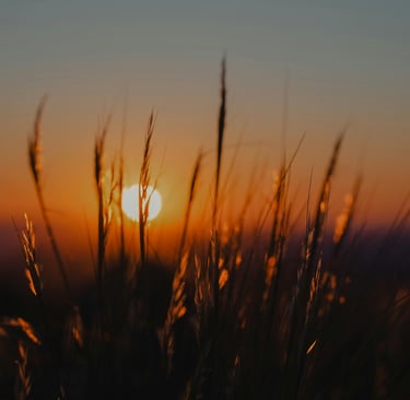 Slow living journal scene of the sun setting behind tall grass in evening light