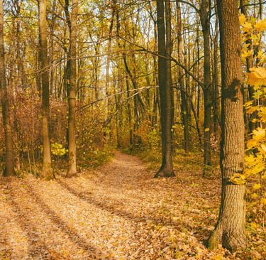 Slow living autumn walk through a sunlit forest with fallen leaves and warm light