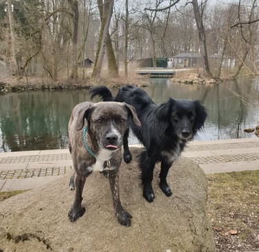 Dogz Erding Gassi-Service