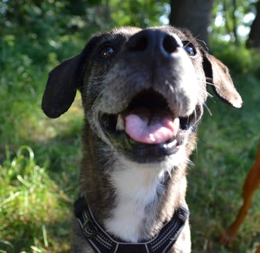 Dogz' Erding glückliche Hunde Natur
