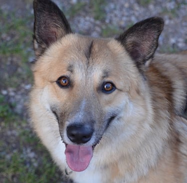 Dogz' Erding glückliche Hunde