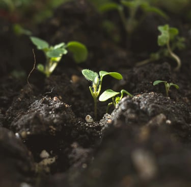 Une pousse de plante dans la terre