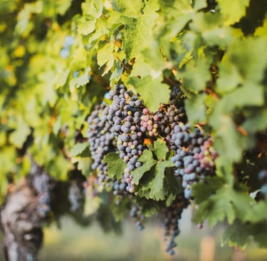 Une grappe de raisin sur une vigne