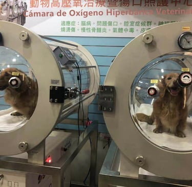 Cámara hiperbárica veterinaria