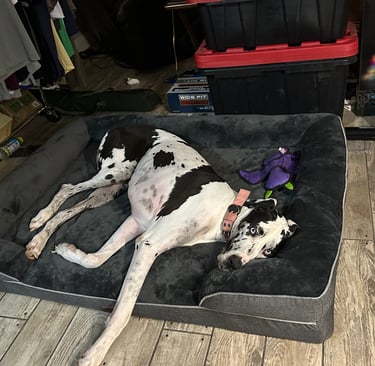 Dog Bed 
