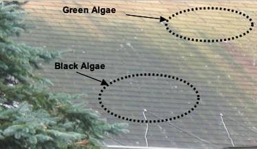 A brief overview of identifying the Algae, Moss, Lichen and Fungus Growth that may be growing on your roof