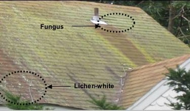 A brief overview of identifying the Algae, Moss, Lichen and Fungus Growth that may be growing on your roof