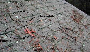A brief overview of identifying the Algae, Moss, Lichen and Fungus Growth that may be growing on your roof