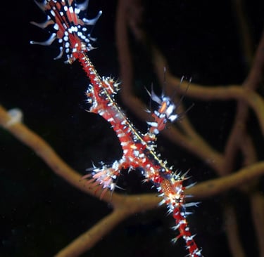 beautiful photo of ghost pipe fish in Mactan, Cebu