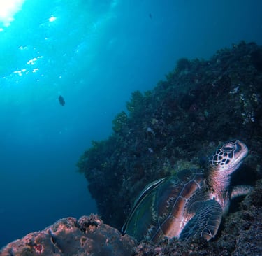 beautiful photo of green sea turtle underwater