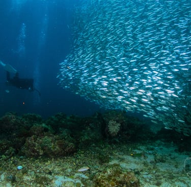 Beautiful photo of sardines run in Lapu-lapu while scuba diving