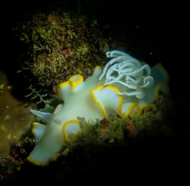 big white beautiful nudibranch taken underwater in Cebu