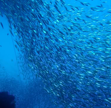 beautiful harmony of sardines underwater