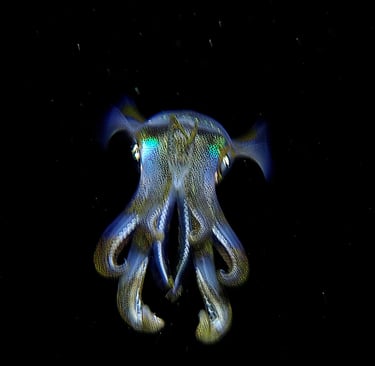 underwater photo of a squid facing scuba diver