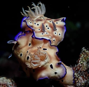 nudibranch having sex during our night dive