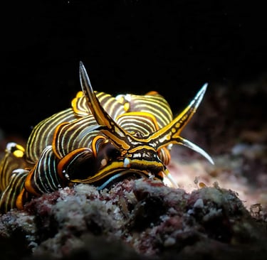 a very colorfully colored Cyerce Negra