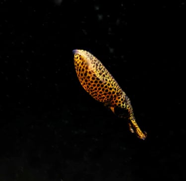 blackwater pygmy squid in motion
