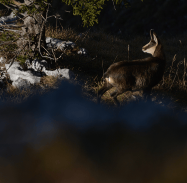 Projet HerbiLand Dynamique des populations d’ongulés sauvages en milieu supra-forestier