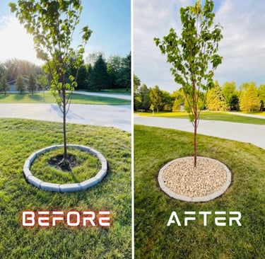 a tree planted in a circle with a tree in the middle