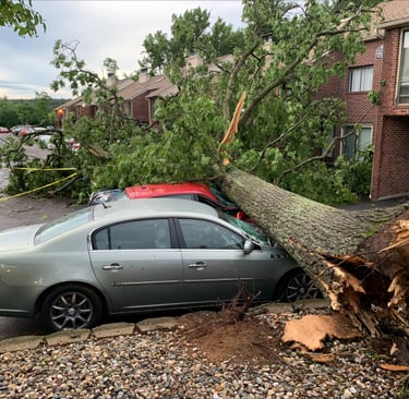 tree fallen on a car
