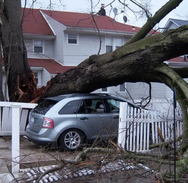 Oak tree split in half