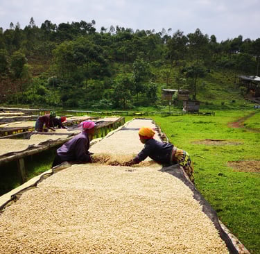 two women are working on a large pile of coffee beans drying table