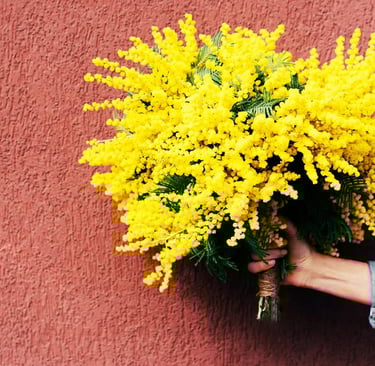 mimosa-women-day-festa-donna