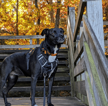 Dog hiking at Starved Rock