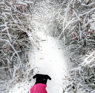 a dog wearing a pink coat hiking in the snow