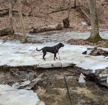 Dog Hiking at Starved Rock State Park