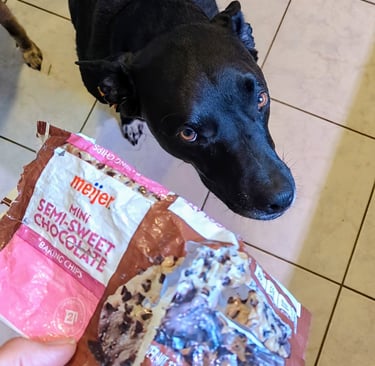 a dog is standing in front of an empty bag of chocolate chips