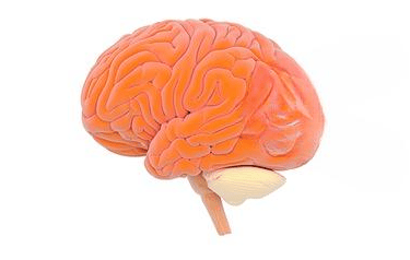 the brain