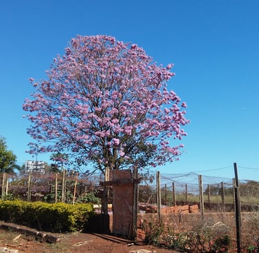 a tree with purple flowers in the middle of a fence