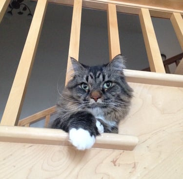 Cat on stairs