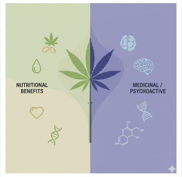 Conceptual illustration showing the duality of the Cannabis sativa plant. On one side, represent its nutritional