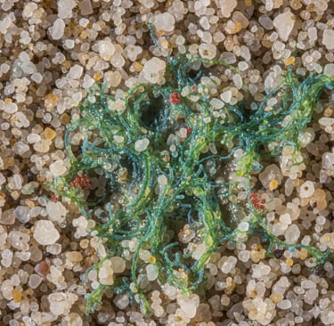 Microbial Beachhead: A microscopic, close-up view of sand grains. A network of green cyanobacterial filaments 