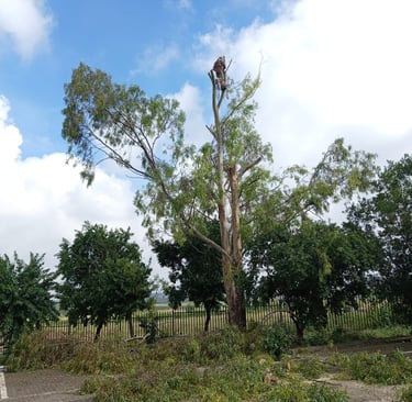 Trimming a big tree hanging over boundary fence in East Rand 