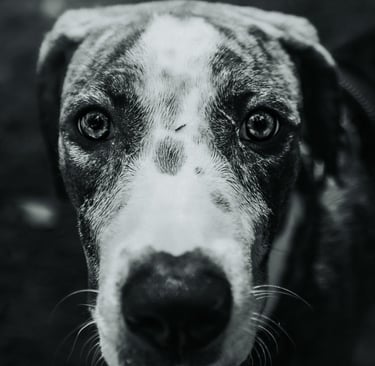 a puppy