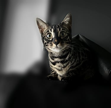 acheter chaton bengal suisse