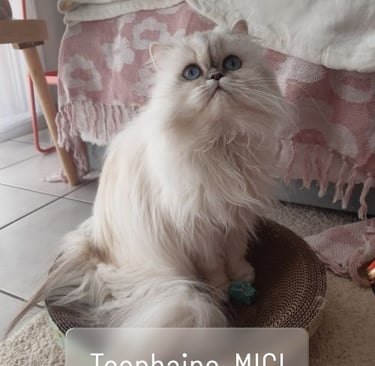 Chat persan MICI