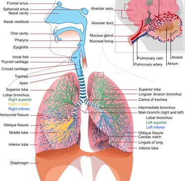 Ilustração do sistema respiratório que é a base do treinamento vocal.