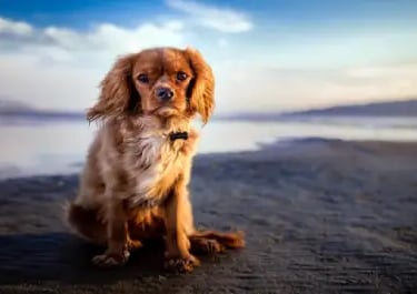 florida-dog-beaches