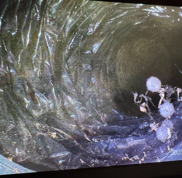 Signs you need your air ducts cleaned spider eggs